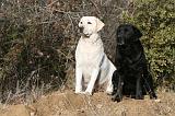 LABRADOR 1135